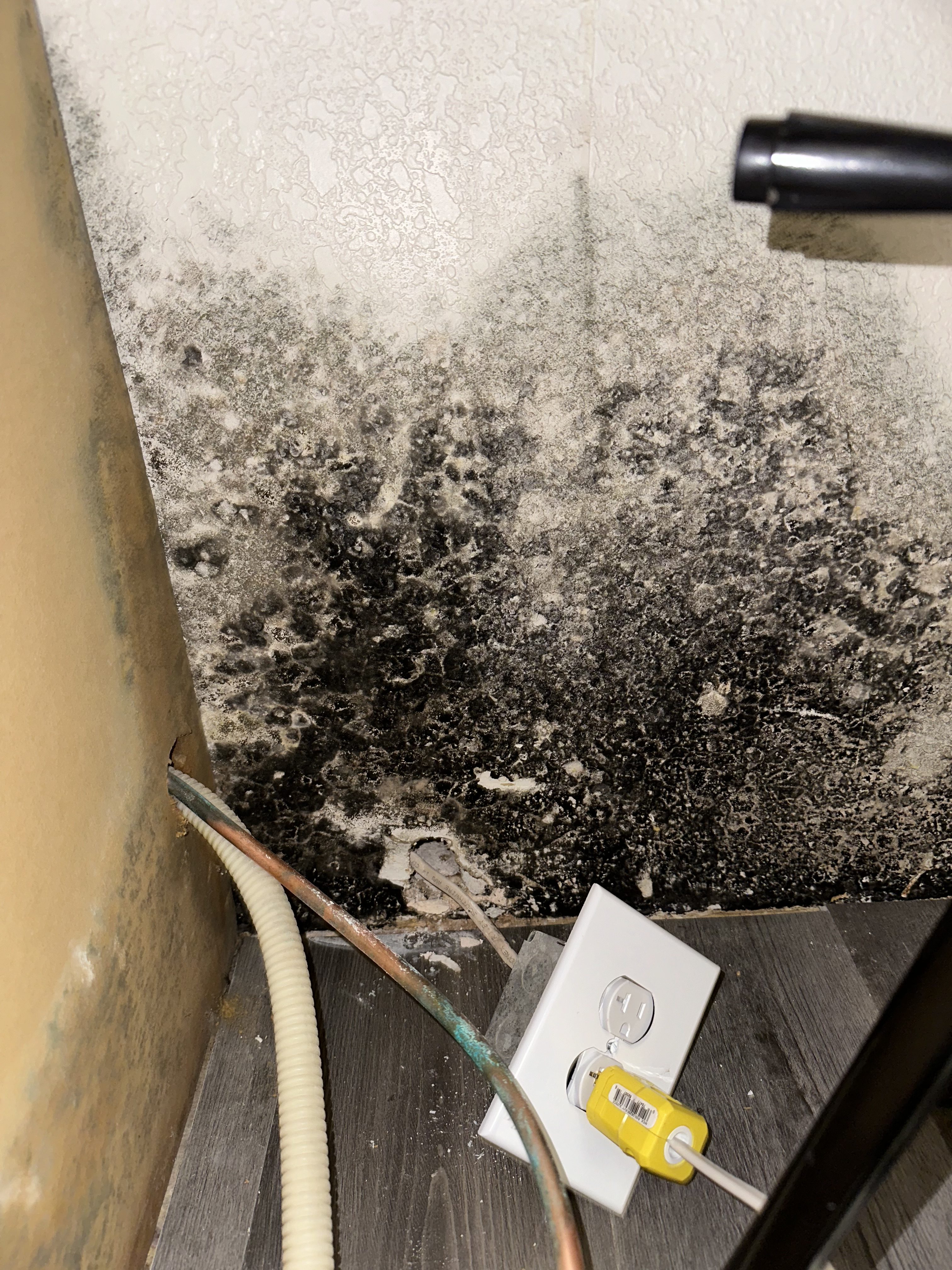 black mold vs toxic mold