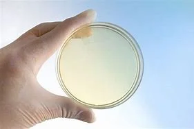 Clean mold petri dish used for environmental testing or spore monitoring.