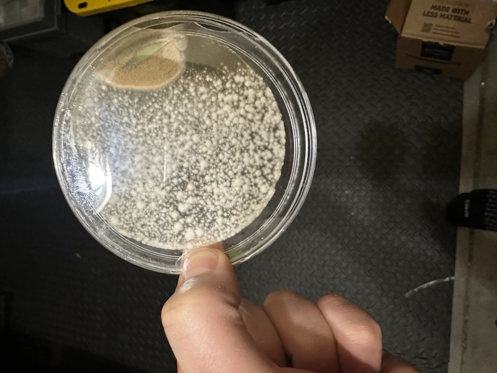 Person holding mold petri dish with dense fungal colonies for indoor air quality testing.