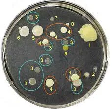 Petri dish mold sample with numbered and color-coded colonies