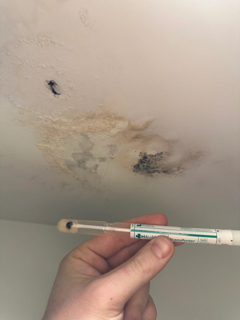 Swabbing ceiling mold sample for petri dish mold testing.