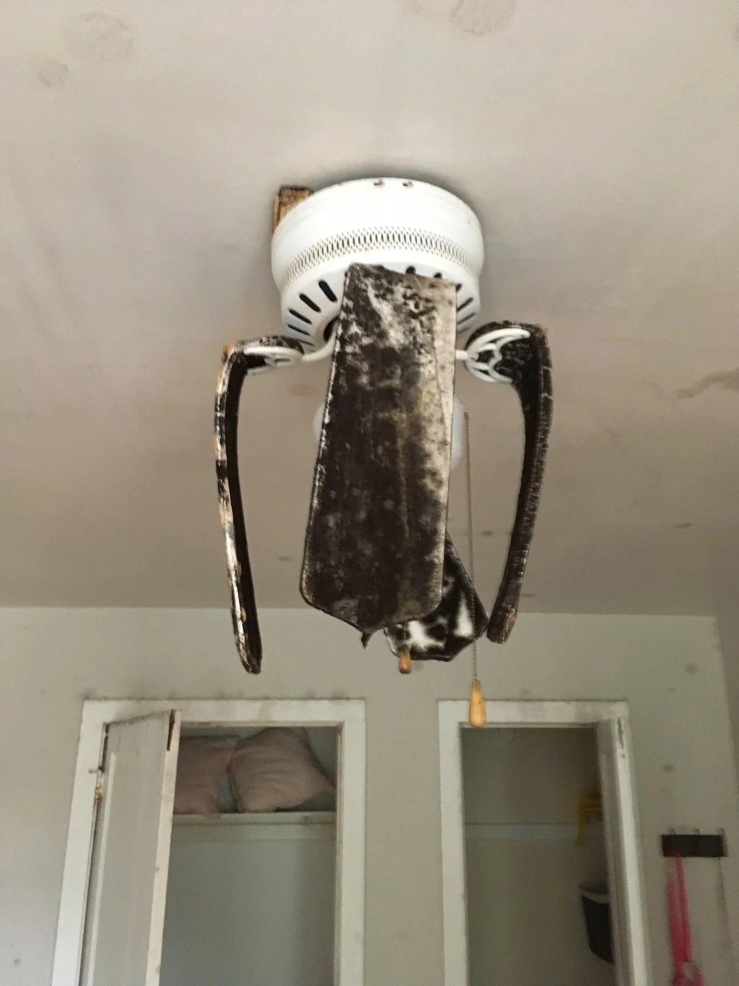 Severely mold-infested ceiling fan discovered during a Denver mold inspection in a residential home