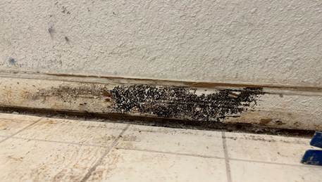 Mold in washing machine area spreading onto baseboard and floor tiles