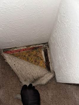how to prevent mold after a flood by removing moisture damaged carpet