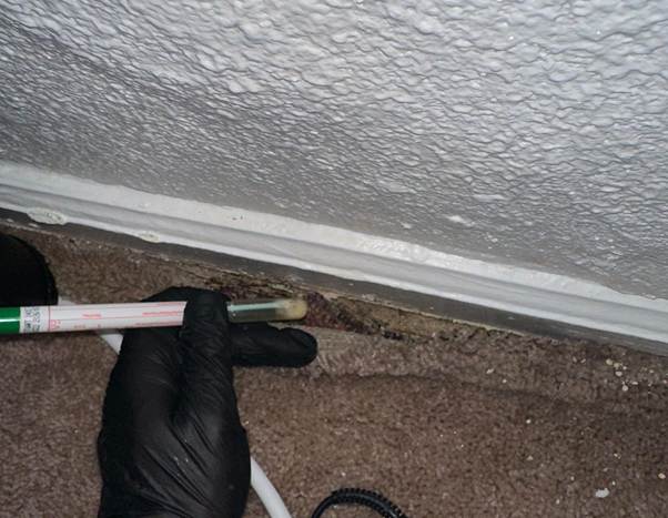 Mold testing near wall baseboard to determine is black mold in shower toxic