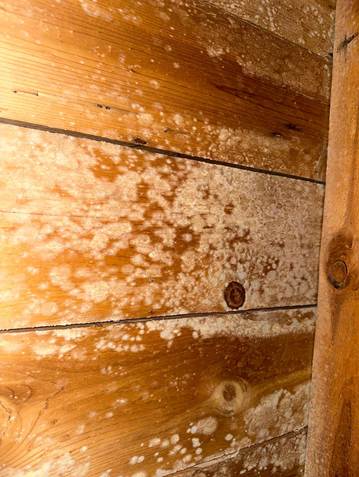 White mold growth spreading across wood boards showing why homeowners search how to clean mold off wood