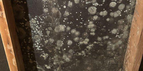 Visible basement mold types growing on wall framing due to long-term moisture exposure