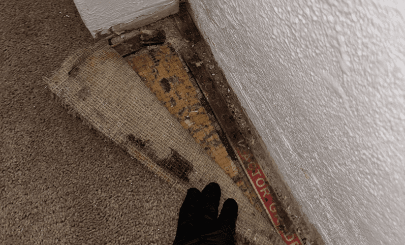 Mold discovered under carpet padding during a home inspection for mold removal Colorado Springs services.