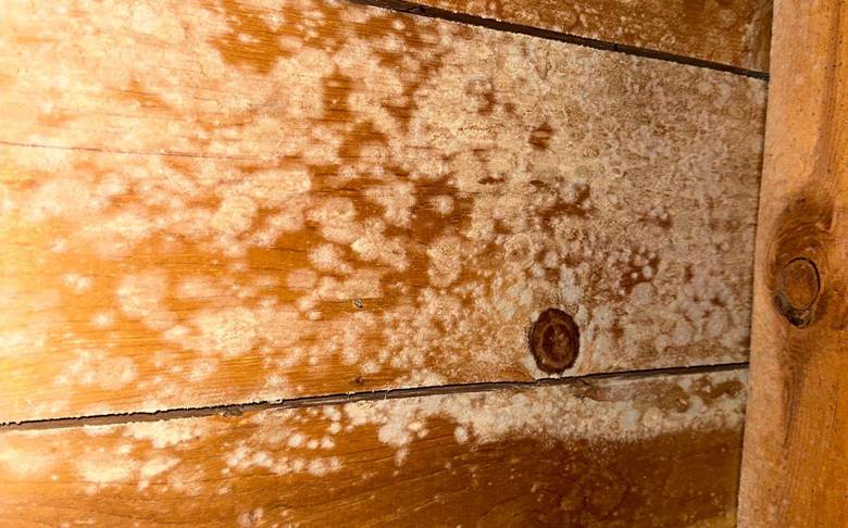 Mold growth on wood showing that can mold grow in the cold when moisture is present