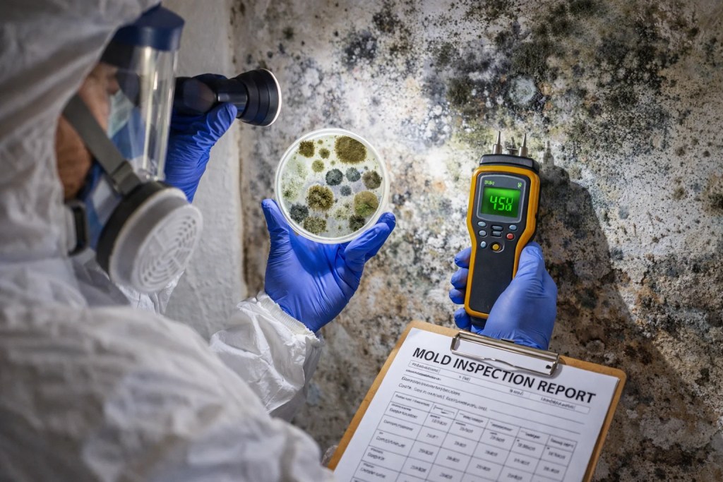 How do you kill mold spores in the air naturally through proper inspection and moisture control